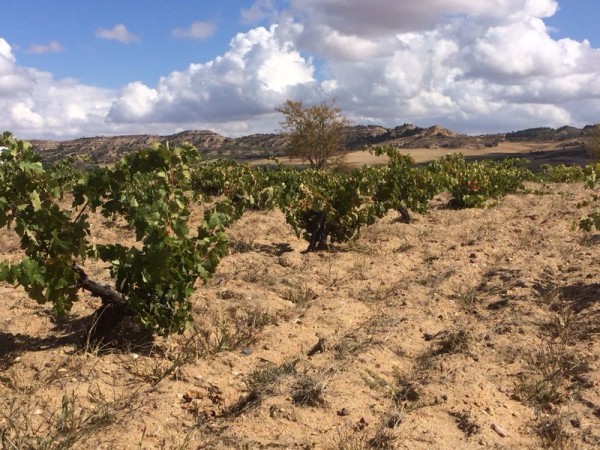 Pago la Jara 20.09.14