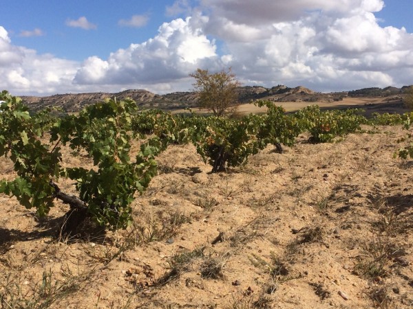 Pago la Jara 20.09.14_1