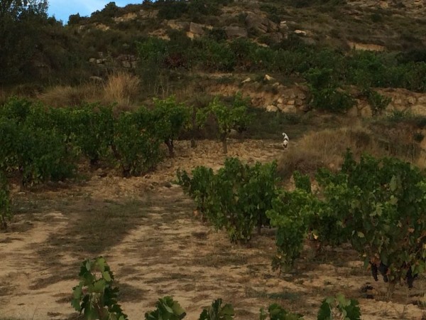 Remelluri 18.09.14_10