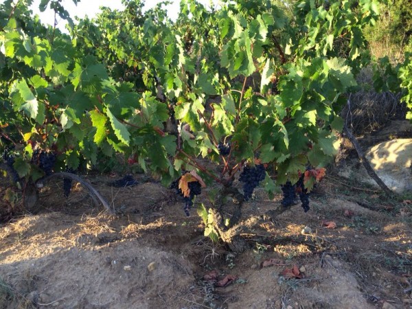 Remelluri 18.09.14_11