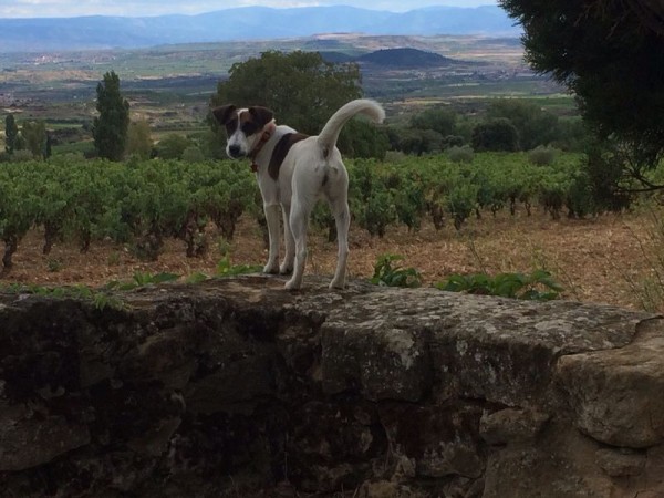 Remelluri 18.09.14_4