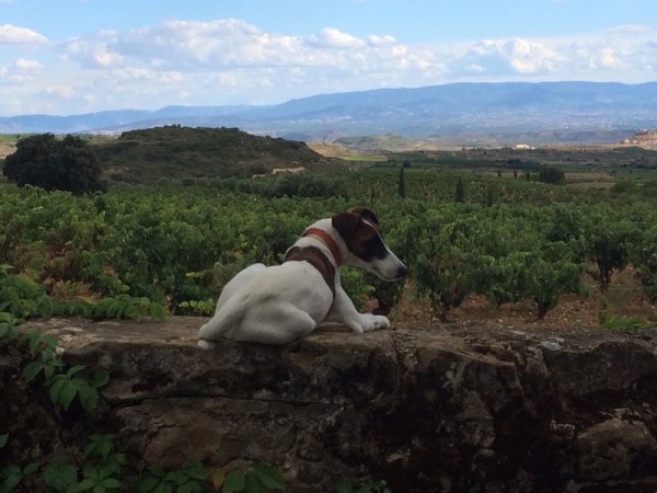 Remelluri 18.09.14_5