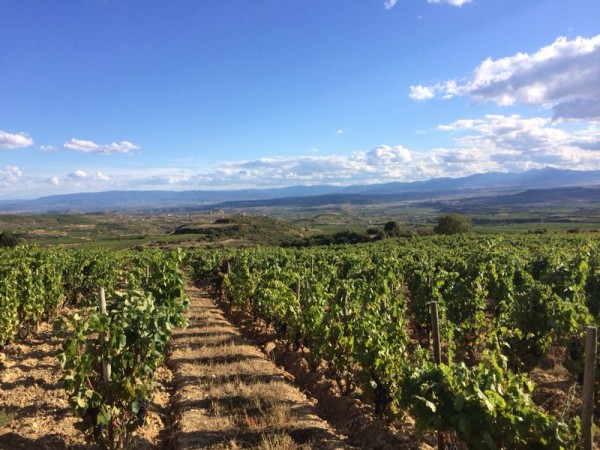 Remelluri 18.09.14_6